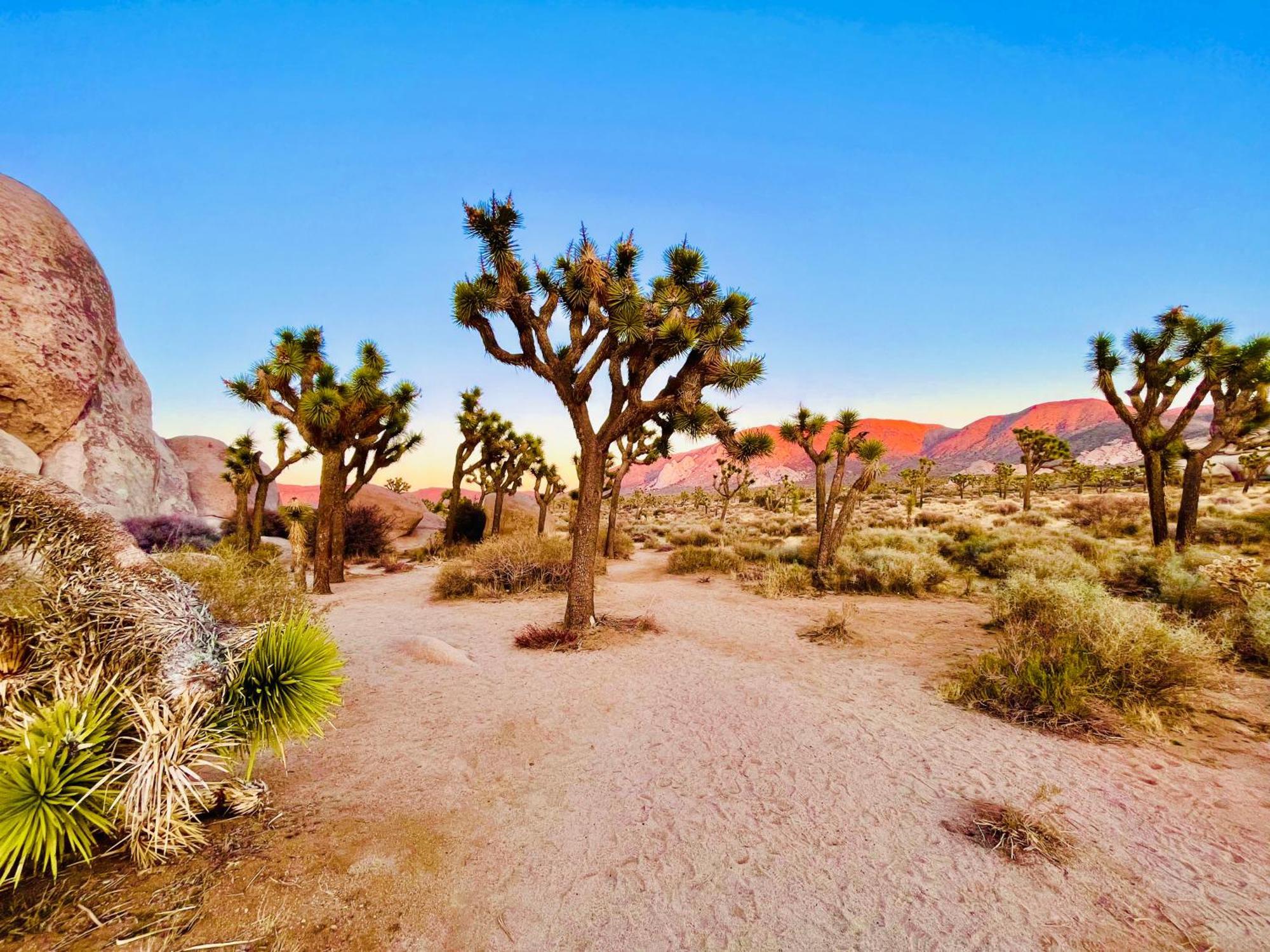 The Joshua Tree House Villa Exterior photo