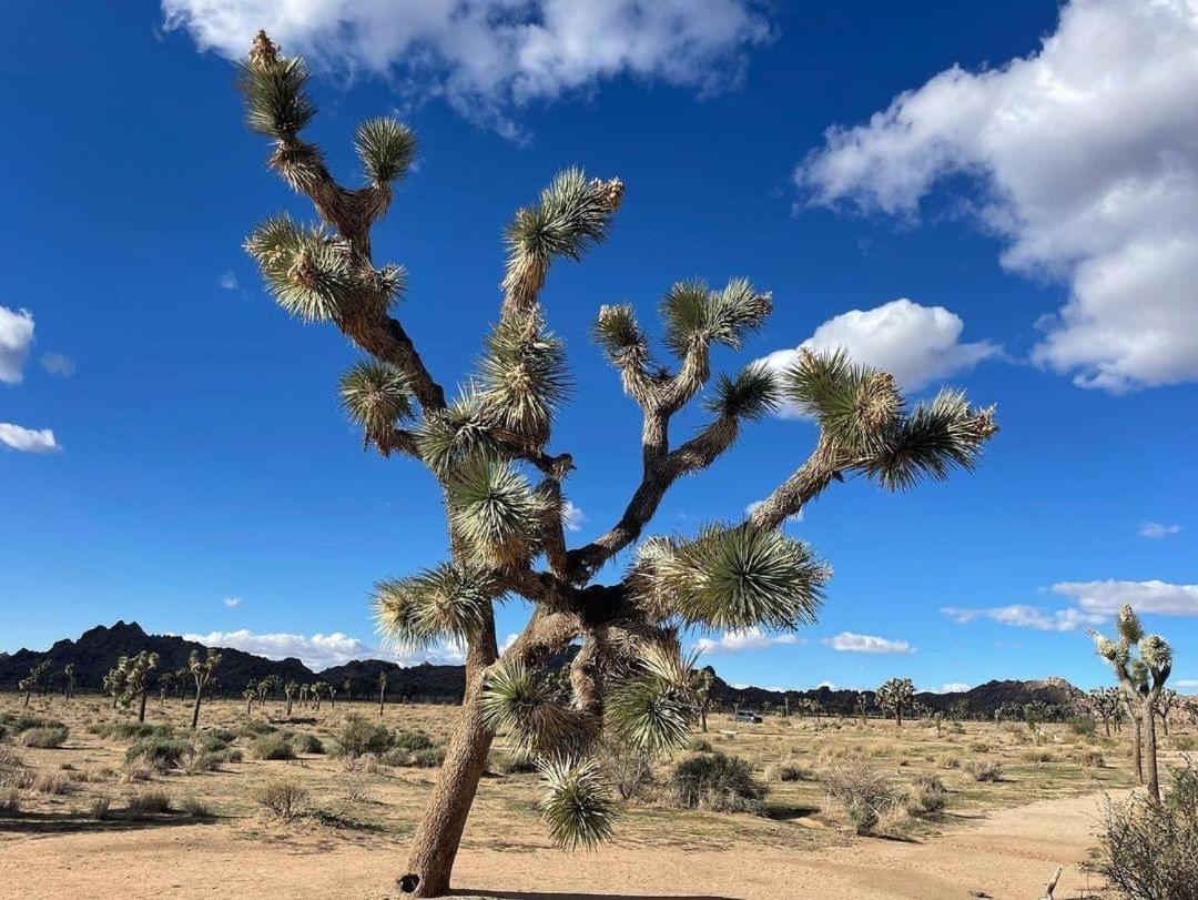 The Joshua Tree House Villa Exterior photo